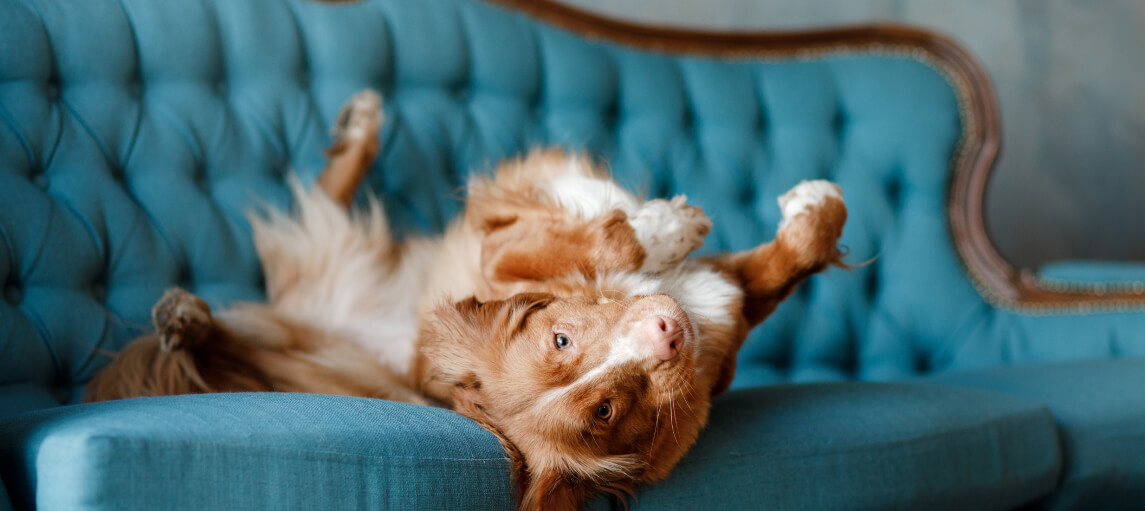 Protect Furniture from your Pets — Guardsman